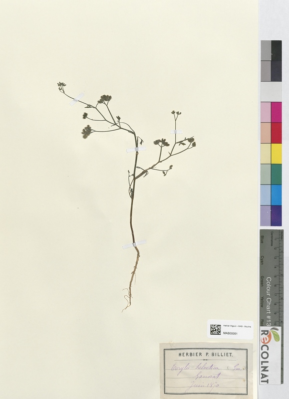 Torilis helvetia (Apiaceae)