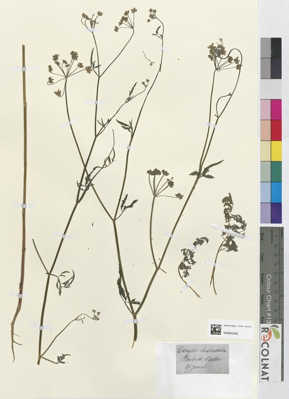 Torilis helvetia (Apiaceae)