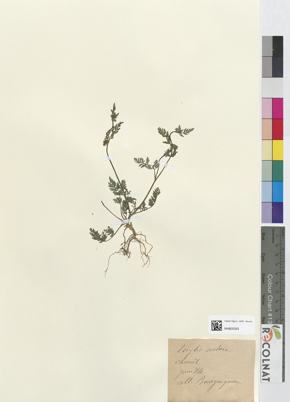 Torilis noodra (Apiaceae)