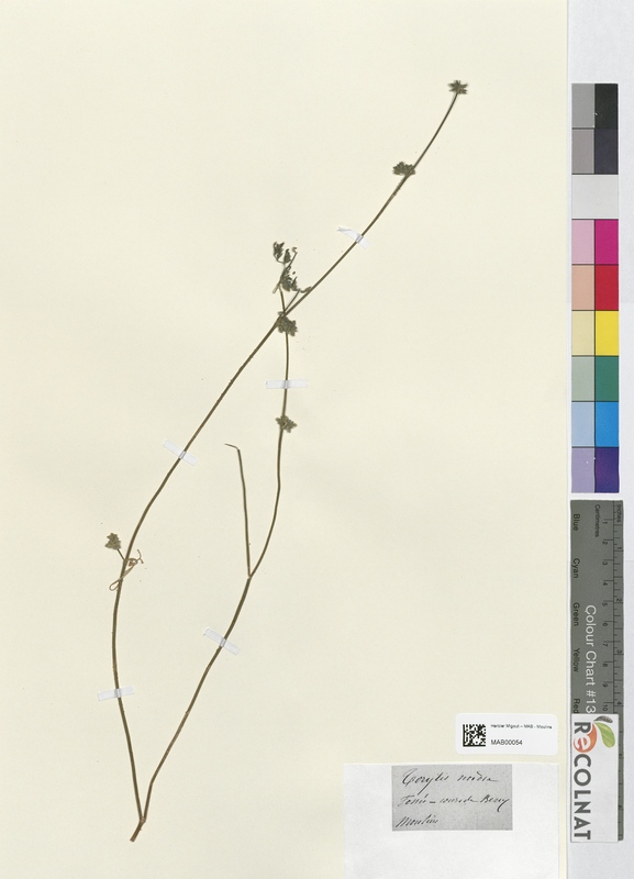 Torilis nodora (Apiaceae)