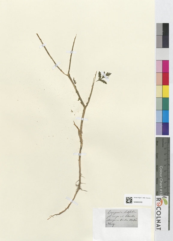 Turgenia latifolia (Apiaceae)