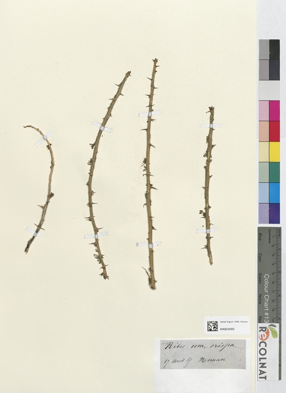 Ribes ura (Grossulariaceae)