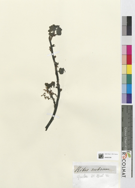 Ribes rubrum (Grossulariaceae)