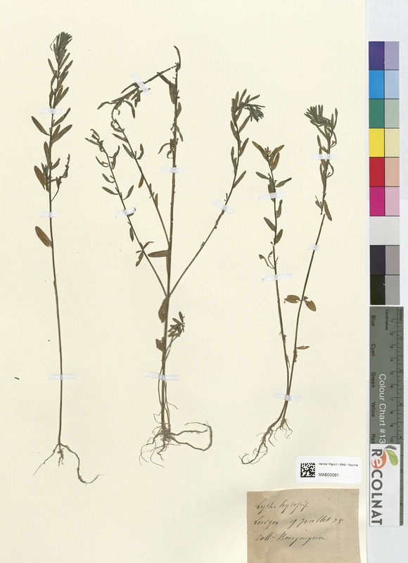 Lythrum hyssopifolium (Lythraceae)