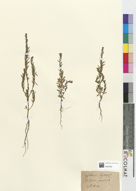 Lythrum hyssopifolium (Lythraceae)