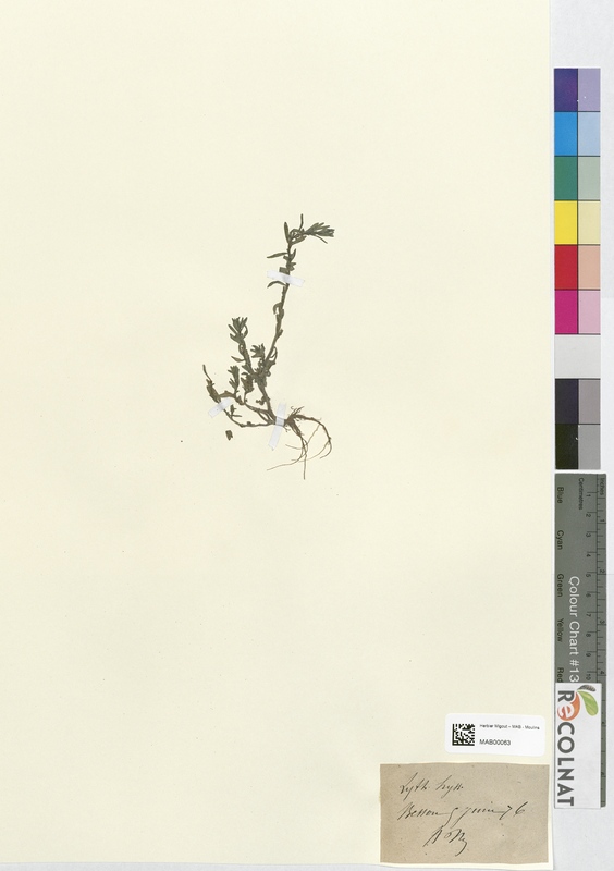 Lythrum hyssopifolium (Lythraceae)