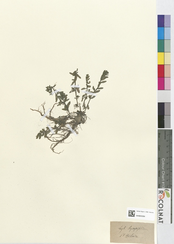 Lythrum hyssopifolium (Lythraceae)