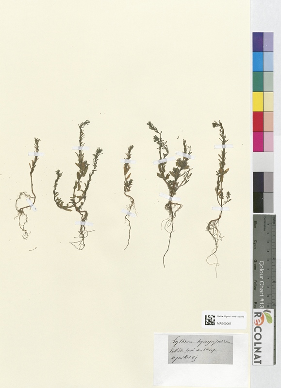 Lythrum hyssopifolium (Lythraceae)