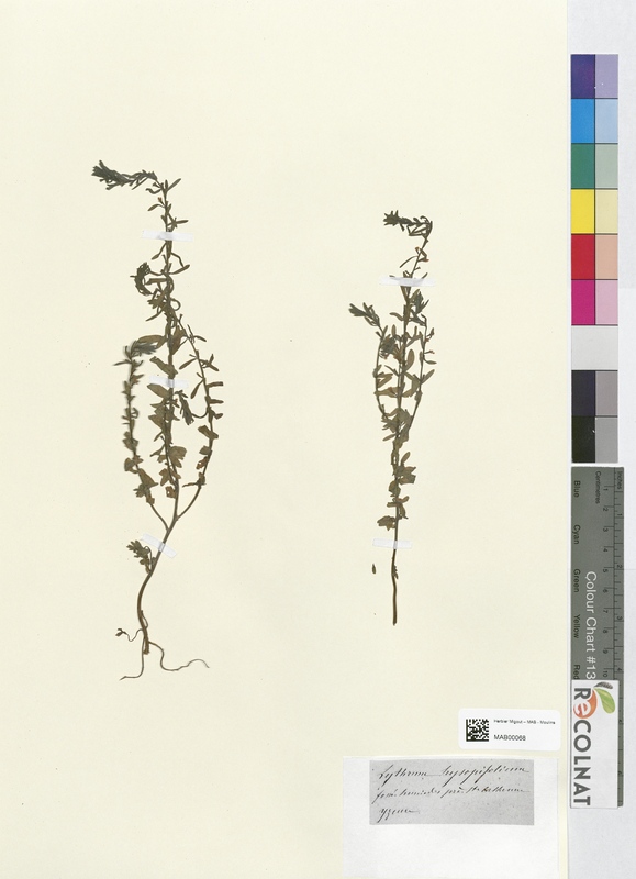 Lythrum hyssopifolium (Lythraceae)