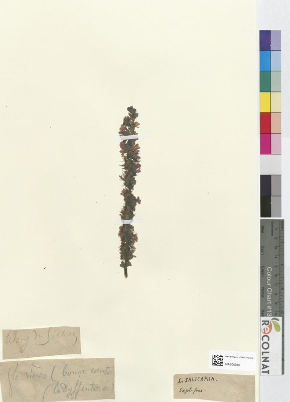 Lythrum salicaria (Lythraceae)