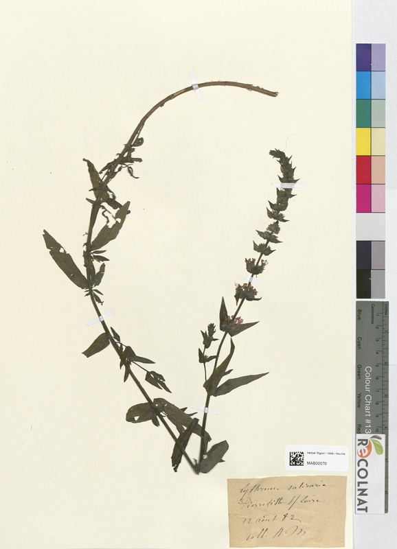 Lythrum salicaria (Lythraceae)