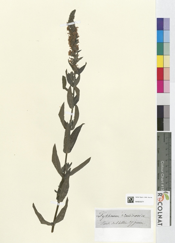 Lythrum salicaria (Lythraceae)