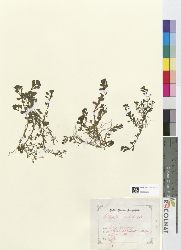 Peplis portula (Lythraceae)