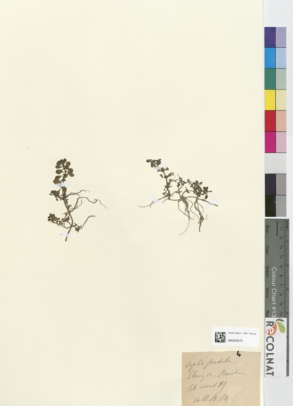 Peplis portula (Lythraceae)