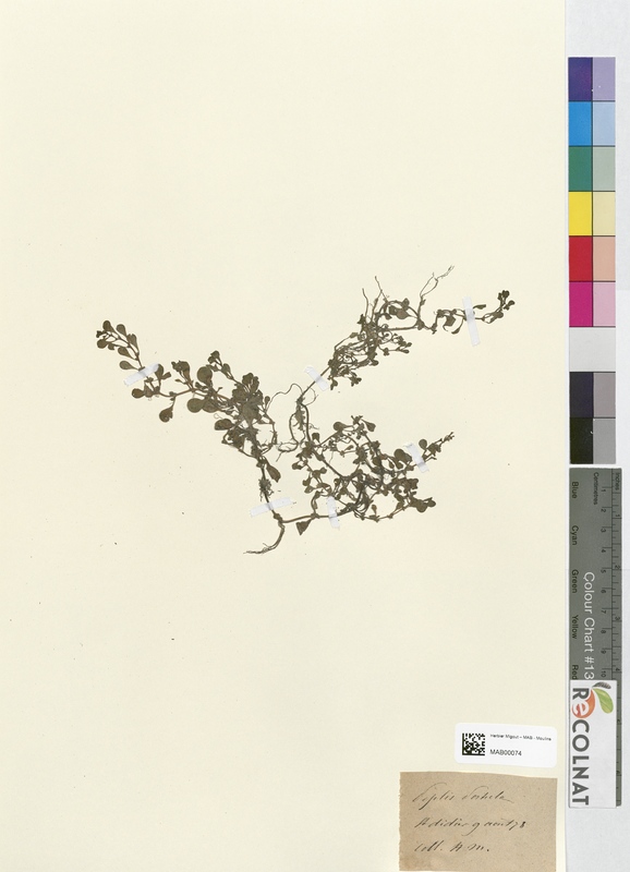 Peplis portula (Lythraceae)