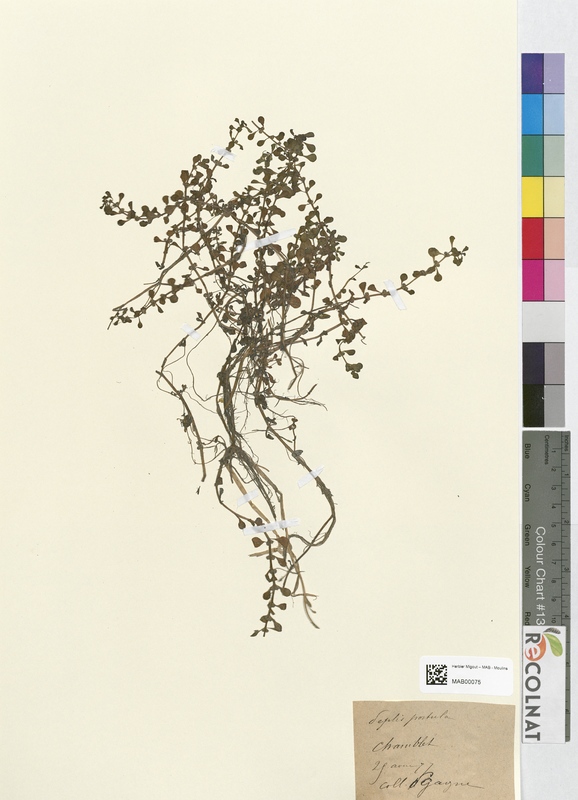 Peplis portula (Lythraceae)