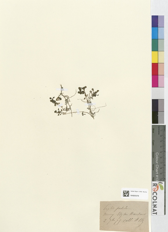 Peplis portula (Lythraceae)