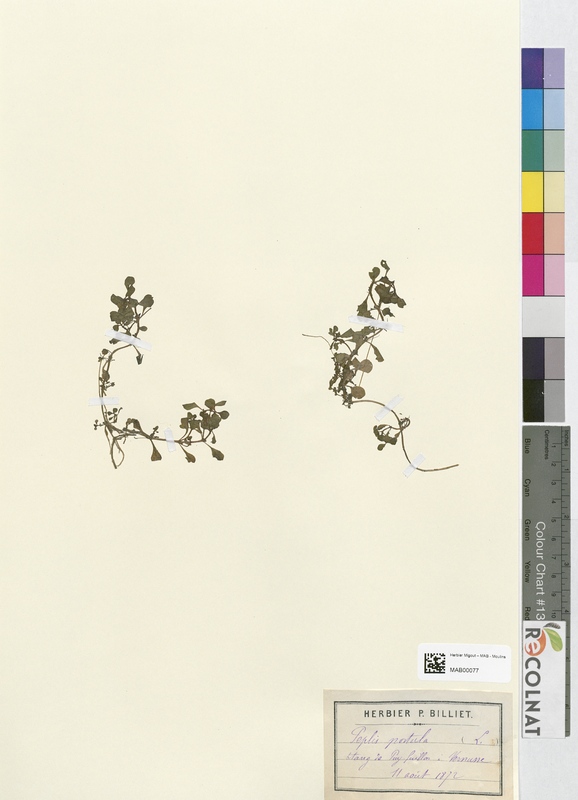 Peplis portula (Lythraceae)