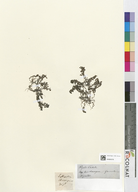 Peplis portula (Lythraceae)