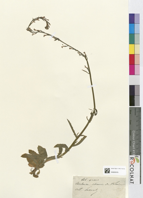 Lobelia urens (Campanulaceae)