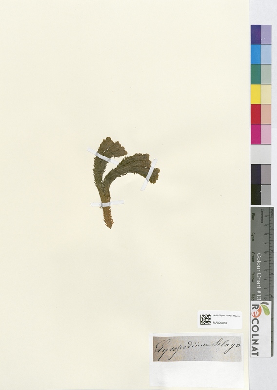 Lycopodium selago (Lycopodiaceae)