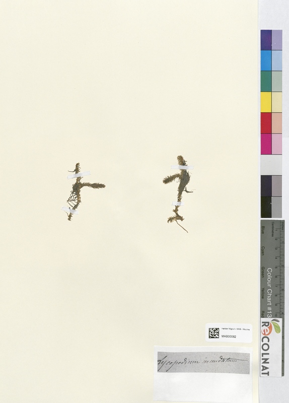 Lycopodium innudatum (Lycopodiaceae)