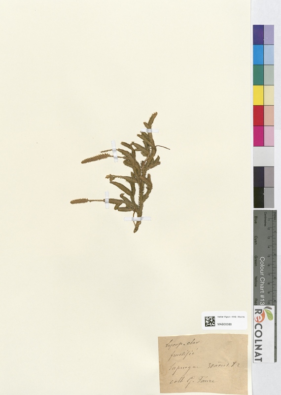 Lycopodium clavatum (Lycopodiaceae)