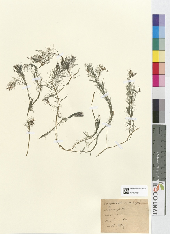 Myriophyllum alterniflorum (Halogaraceae)