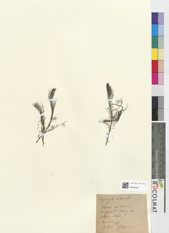 Myriophyllum alterniflorum (Halogaraceae)