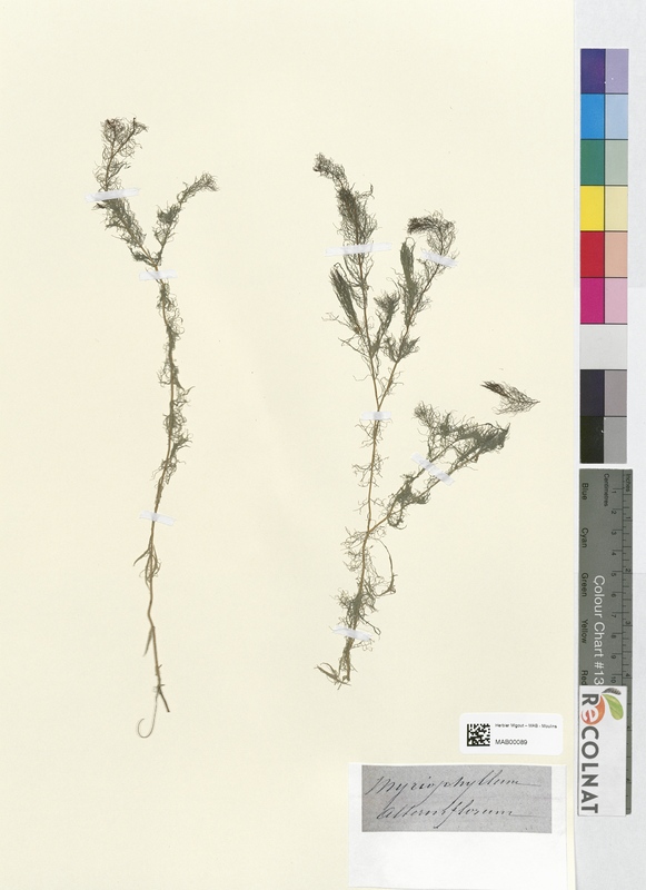 Myriophyllum alterniflorum (Halogaraceae)