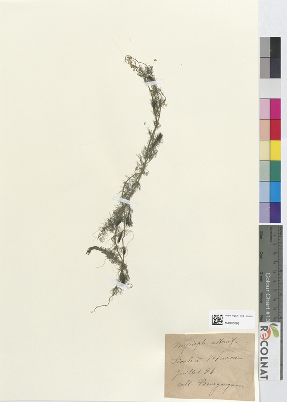 Myriophyllum alterniflorum (Halogaraceae)