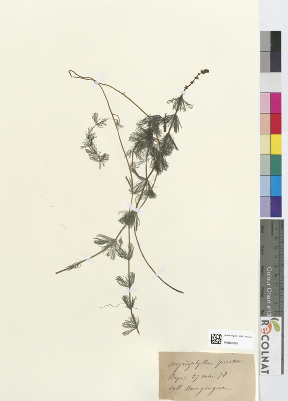 Myriophyllum spicatum (Halogaraceae)