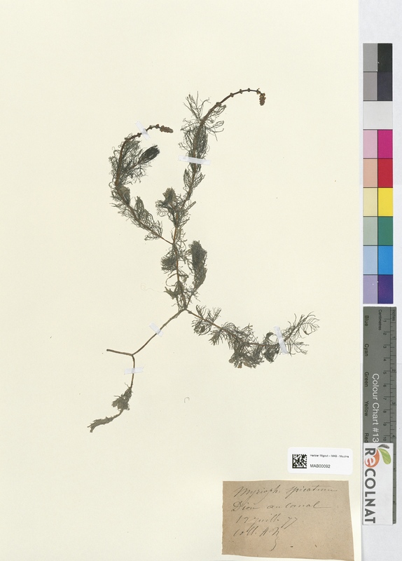 Myriophyllum spicatum (Halogaraceae)