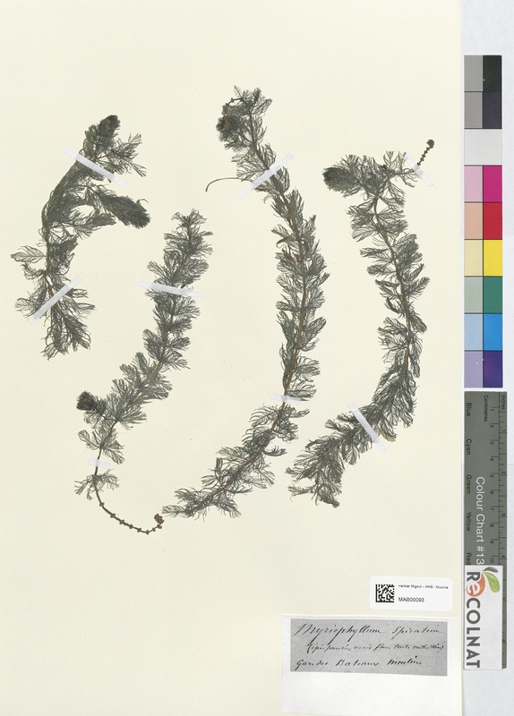 Myriophyllum spicatum (Halogaraceae)