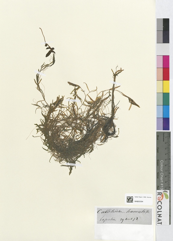 Callitriche hamulata (Halogaraceae)