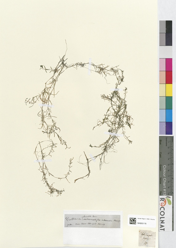 Callitriche hamulata (Halogaraceae)