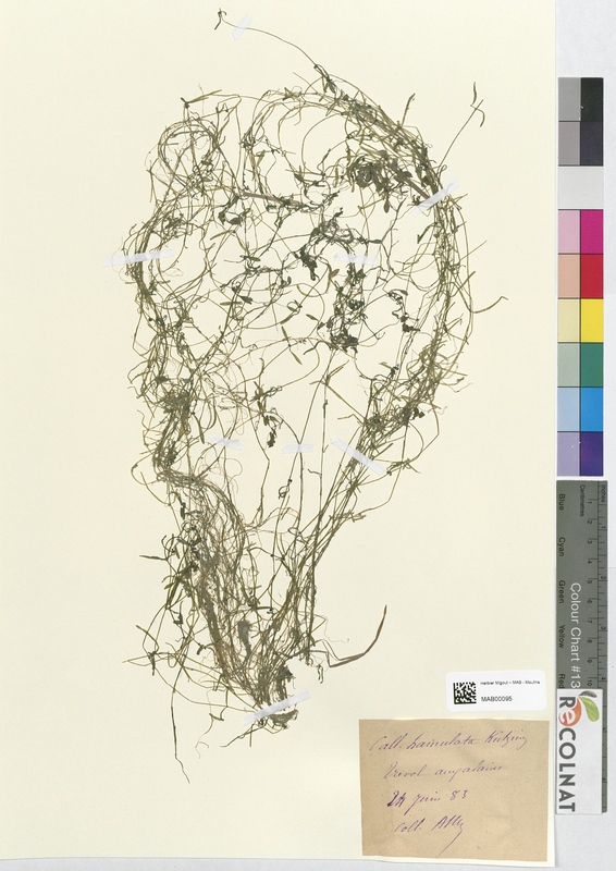 Callitriche hamulata (Halogaraceae)