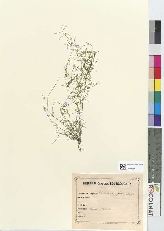 Callitriche hamulata (Halogaraceae)