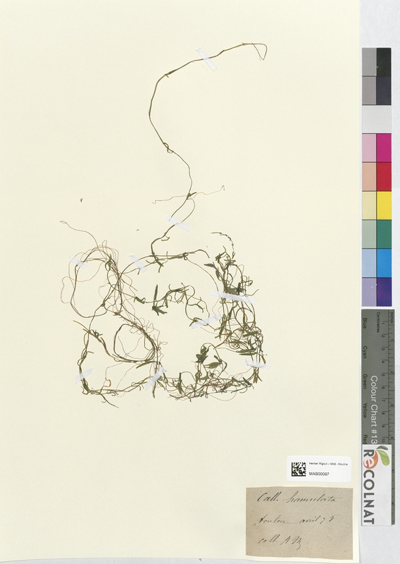 Callitriche hamulata (Halogaraceae)