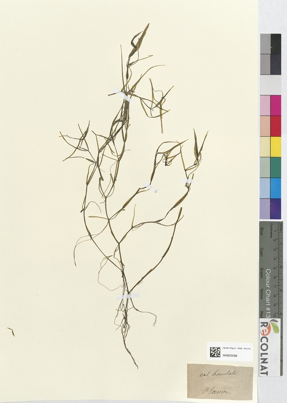 Callitriche hamulata (Halogaraceae)