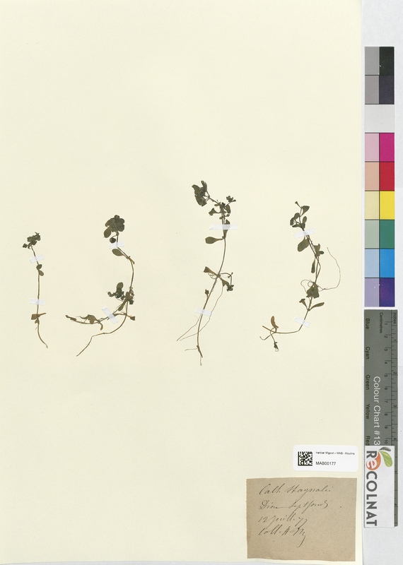 Callitriche stagnalis (Halogaraceae)