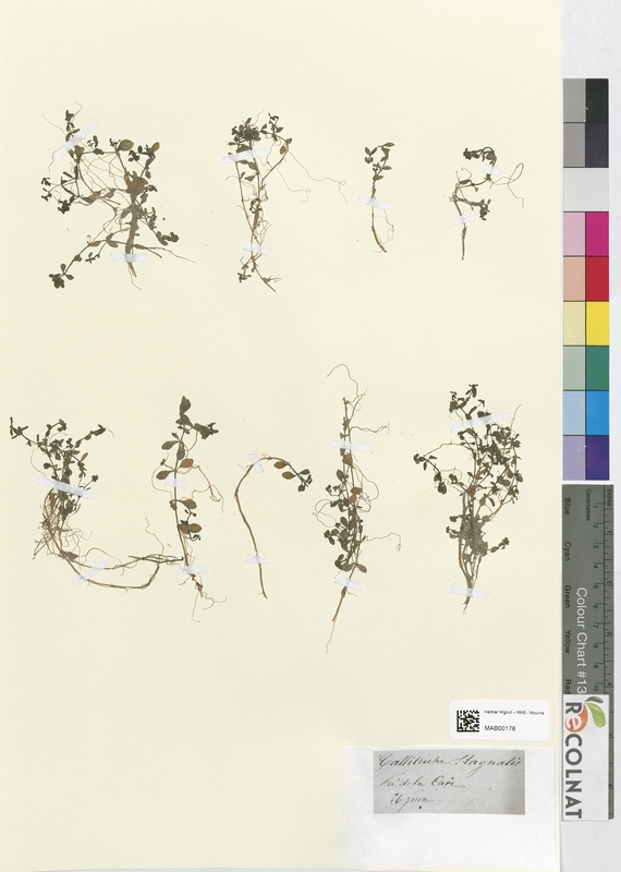 Callitriche stagnalis (Halogaraceae)