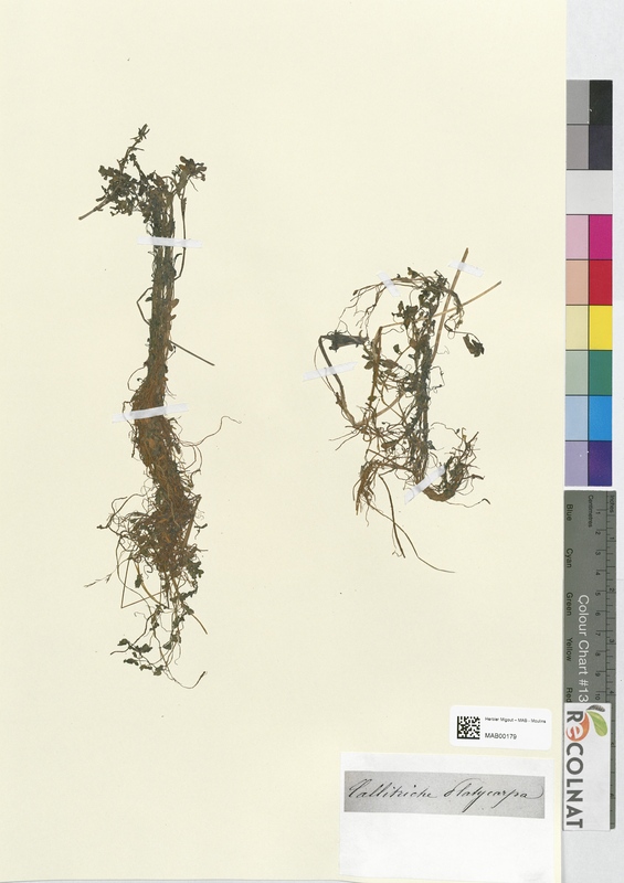 Callitriche platycarpa (Halogaraceae)