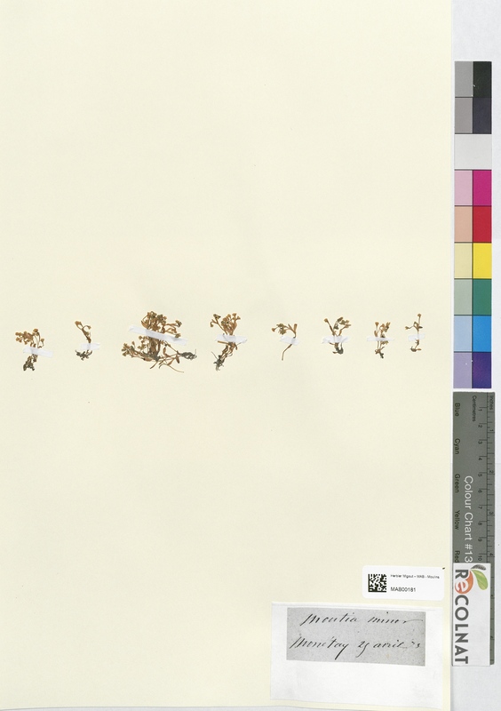 Montia minor (Montiaceae)