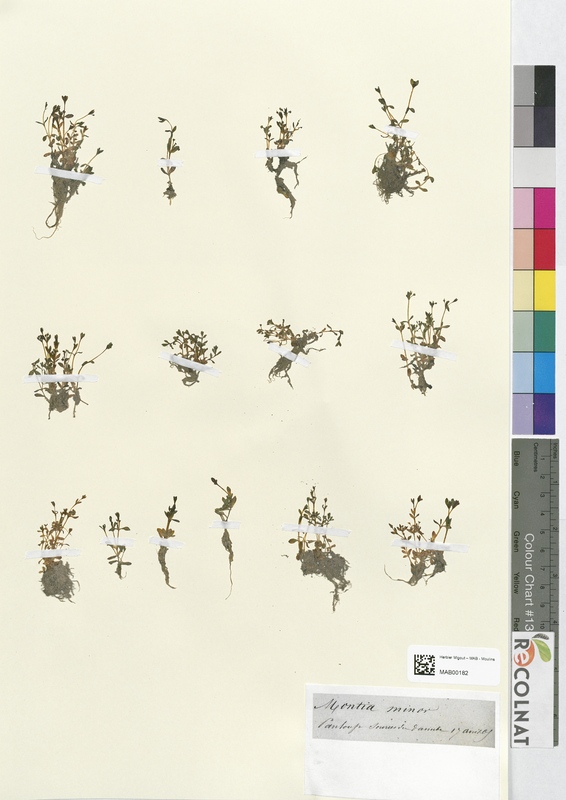 Montia minor (Montiaceae)