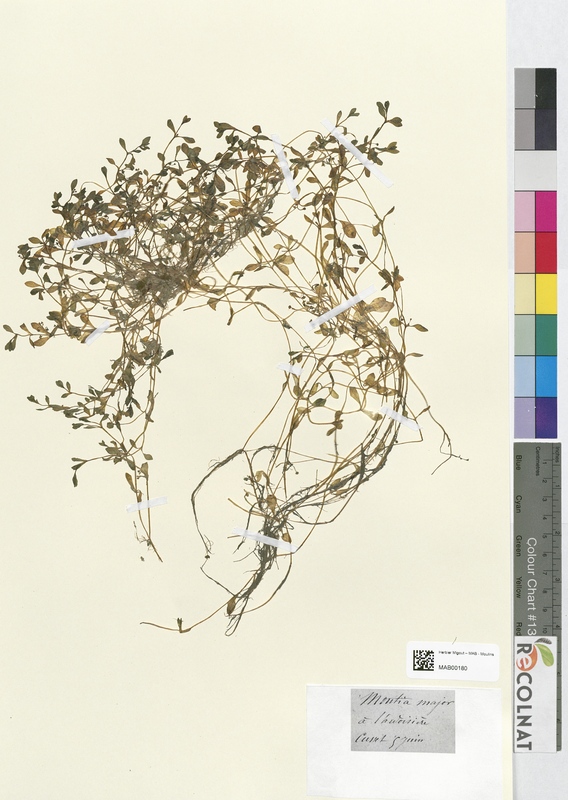 Montia major (Montiaceae)