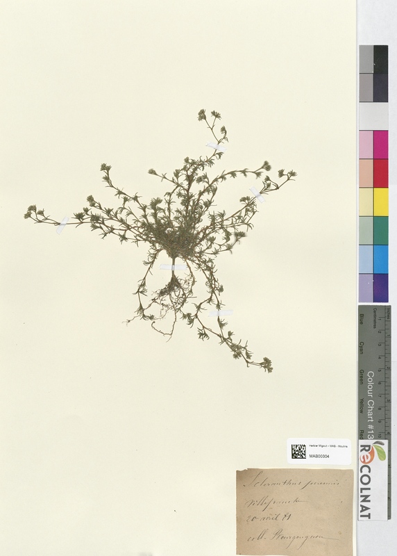 Scleranthus perennis (Caryophyllaceae)