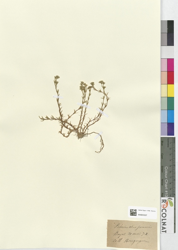 Scleranthus perennis (Caryophyllaceae)