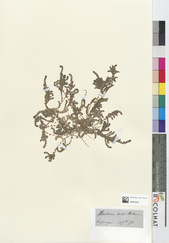 Illecebrum verticillatum (Caryophyllaceae)