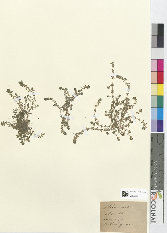 Illecebrum verticillatum (Caryophyllaceae)